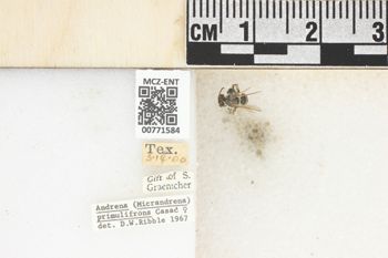 Media type: image;   Entomology 771584 Aspect: Labels
